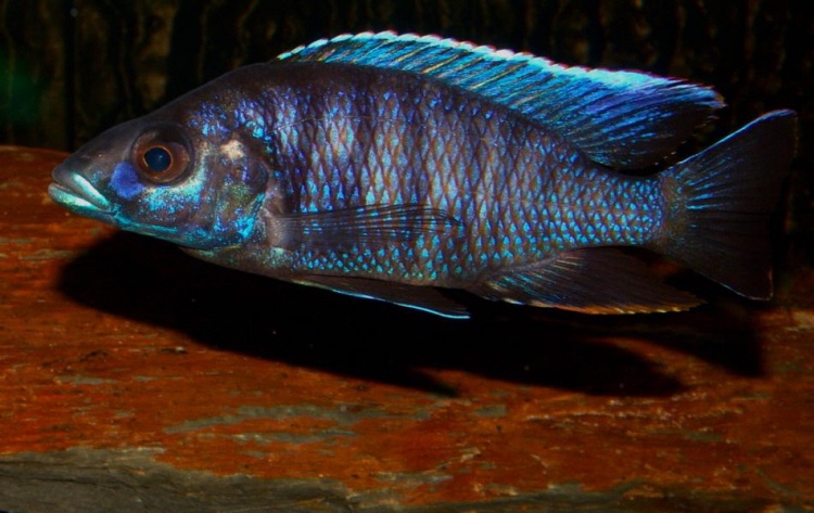 Otopharynx cf. lithobates 'Maleri Island'